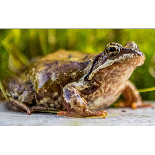 Grenouille dans le Nord de la Russie