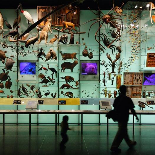 Dans une galerie d’un muséum d’histoire naturelle. 