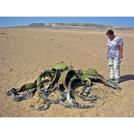 Welwitschia mirabilis de Namibie