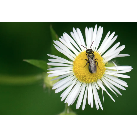 Les hyménoptères figurent parmi les catégories d’insectes les plus touchées par les pesticides