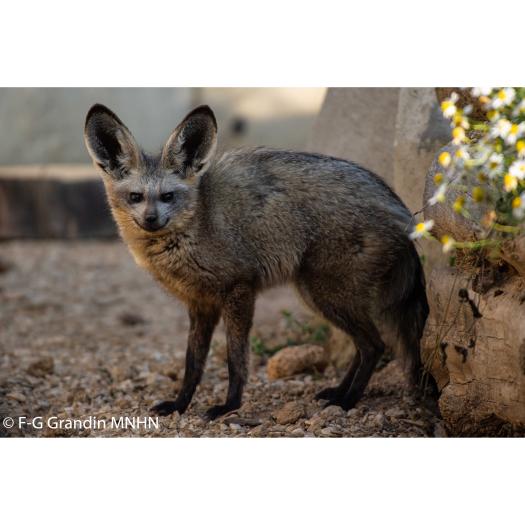 LLe Canidae Otocyon megalotis, un des 220 taxons dont le génome mitochondrial a été analysé afin de retracer l'histoire évolutive de l'ordre des Carnivores