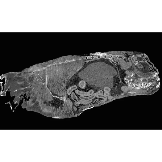 CT scan d’un poisson-lune de 1,42 mètre de long, pour voir ses organes internes.