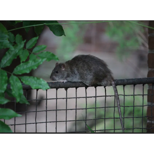 Le rat brun est présent à Paris depuis au moins 1750.