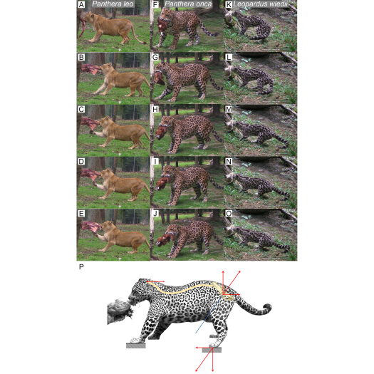 Figure 5: Functional hypothesis of forces transmission through hind limbs when felids pull on food.