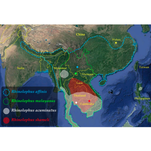 Geographic distribution of the four Rhinolophus species found positive for viruses closely related to SARS-CoV-2 in southern China and Southeast Asia.