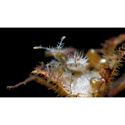 Jeune punaise de l’espèce Phyllomorpha laciniata, sur le dos d’un adulte portant des œufs dorés.