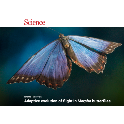 Évolution adaptative du vol chez les papillons Morpho