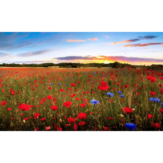 Pourquoi y a-t-il autant de couleurs dans la nature ? M.A. Selosse sur France Bleue