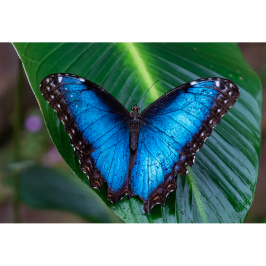 Papillon Morpho