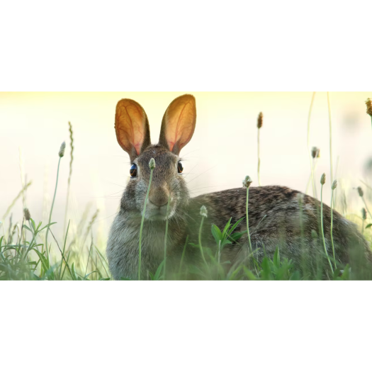 Le lapin ne mange que certaines de ces crottes