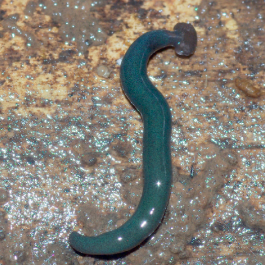 Diversibipalium mayottensis