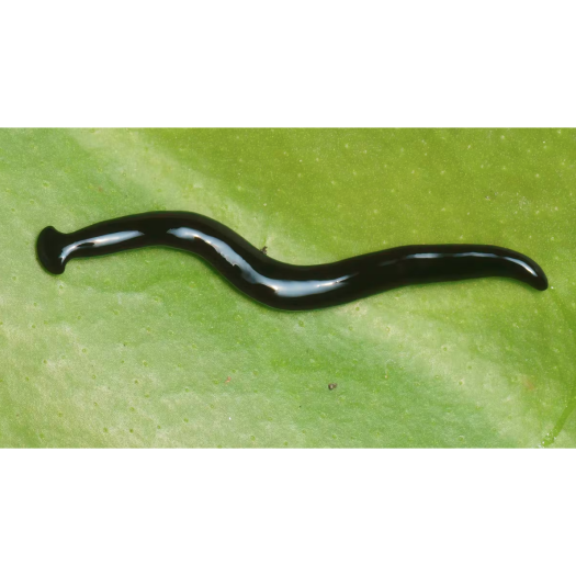 La nouvelle espèce Humbertium covidum