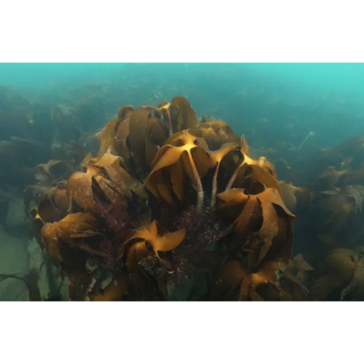 Algues marines Laminaria hyperborea