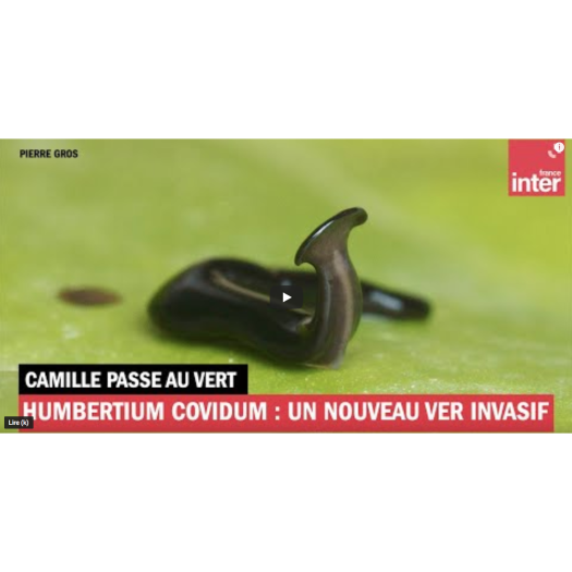 Humbertium covidum : ce petit ver pourrait être la nouvelle terreur de nos jardins