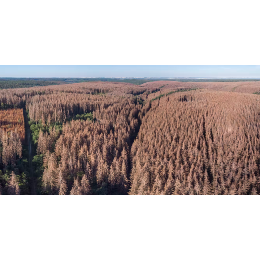 Pourquoi la forêt française a besoin d’un traitement de fond