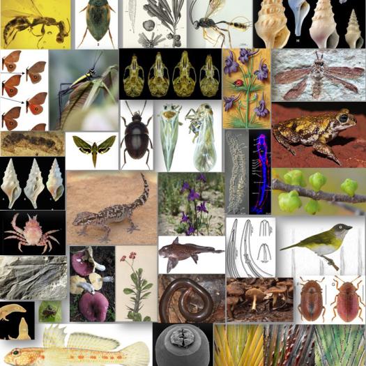 BILAN TAXONOMIE 2021- ISYEB