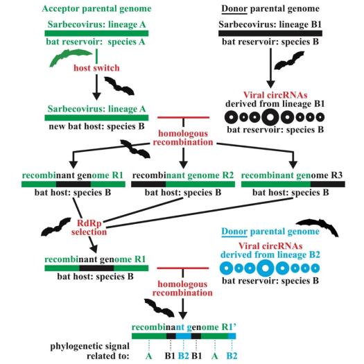 Figure 8. Model of recombination between different Sarbecovirus lineages.