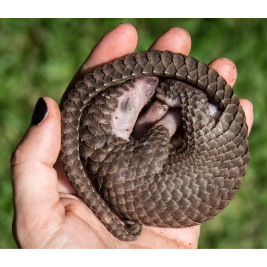 Bonnes feuilles : « Le sourire du pangolin »