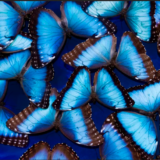 Lumière sur les papillons