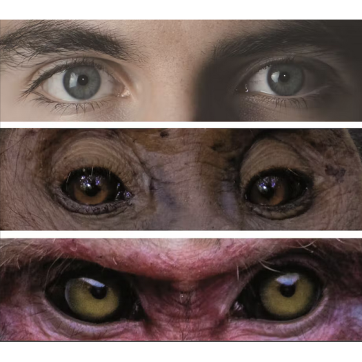 Regards d'un homme et de singes