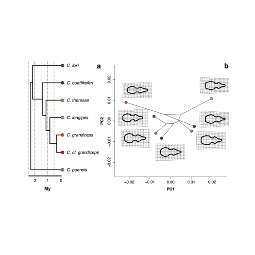 Incongruences between morphology and molecular phylogeny provide an insight into the diversification of the Crocidura poensis species complex