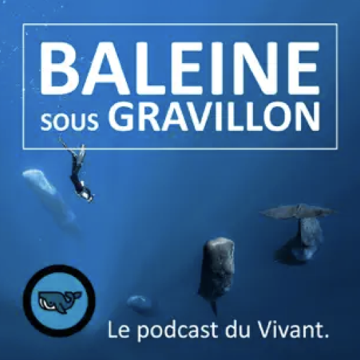Baleine sous gravillon 