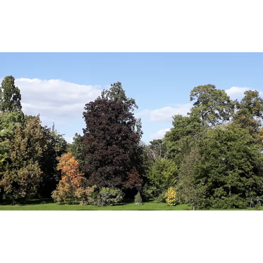 Paysage d’automne au parc de Bagatelle, un haut lieu de diversité ligneuse du jardin botanique de Paris.