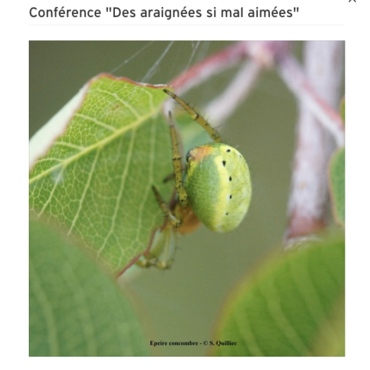 Les araignées si mal aimées