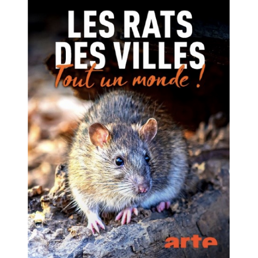 LES RATS DES VILLES-TOUT UN MONDE !