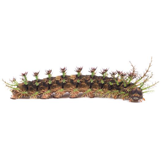 chenilles épineuses
