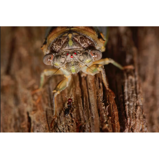 Une fourmi Crematogaster romain garrouste