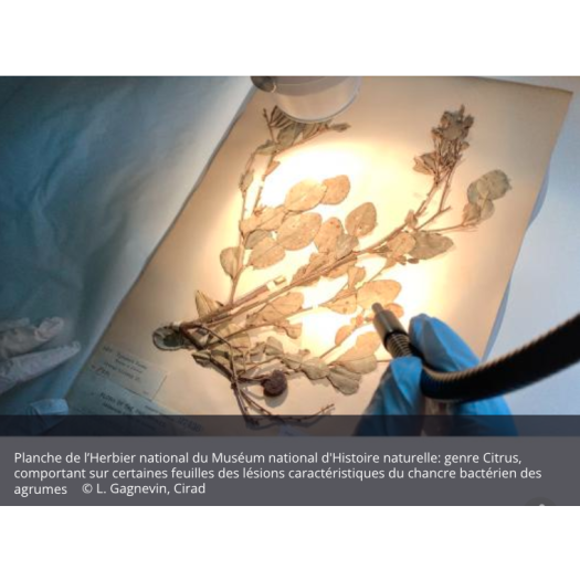 Planche de l’Herbier national du Muséum national d'Histoire naturelle: genre Citrus, comportant sur certaines feuilles des lésions caractéristiques du chancre bactérien des agrumes 
