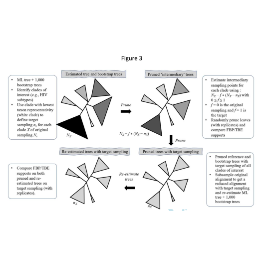 figure 3 - Robustness of Felsenstein’s versus Transfer Bootstrap Supports with respect to Taxon Sampling