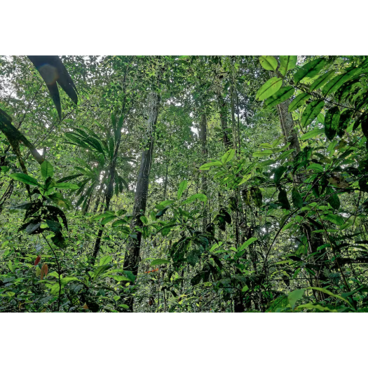 Dans les forêts tropicales (ici la Guyane française)