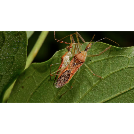 Une nouvelle espèce exotique envahissante dans une réserve naturelle du Var : le réduve américain