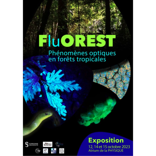 FluOREST l'expo sur la phénomènes optiques en forêt tropicale