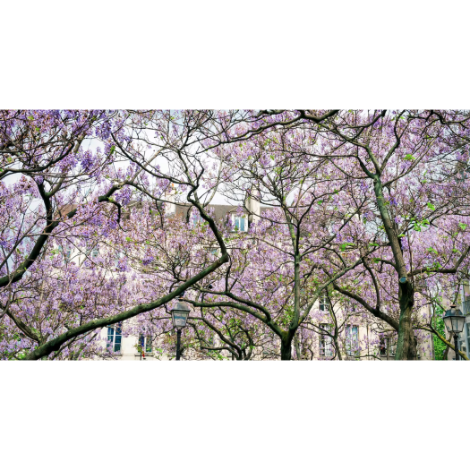 Dans nos villes et nos campagnes, le paulownia est-il un arbre aussi « magique » qu’on le dit ?