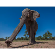 The new research into the grasping force of the two fingers at the tip of the elephant’s trunk will enhance robotics.