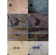 article UV - Boderau et al dans MethodsX