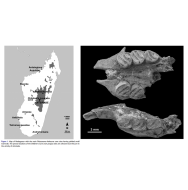 fig1 et fig2 - Subfossil rodents and tenrecs of Children’s Cave, Madagascar.