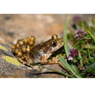 article PlosOne Crapauds accoucheurs
