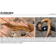 Land flatworms (Tricladida: Geoplanidae) in France and French overseas territories: ten years of research