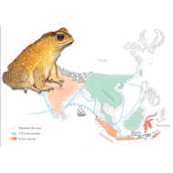 article crapaud masque - Dufresnes et al 