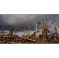 Quelle restauration des forêts de Mayotte, point chaud mondial de biodiversité, après le cyclone Chido ? 