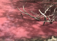 Eau rose survenue dans la mangrove de Taupinière au Diamant (Martinique)