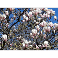 Magnolia de Soulange en fleurs fin mars en ville à Metz. Serge Muller, Fourni par l'auteur