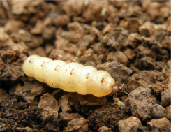 Microcerotermes novaecaledoniae