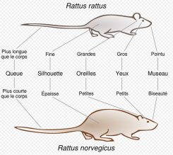Rat noir et rat brun © Wikipedia