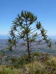 Araucaria © MNHN