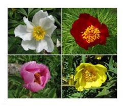 Paeonia © MNHN